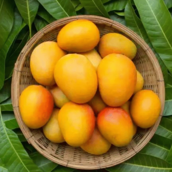 Malgova Mango