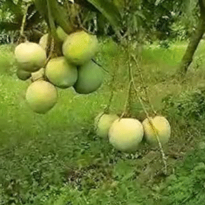 Rumani Mango